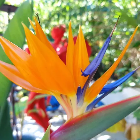 Апартаменты Orea Ellas Kos - & Bistro-cafe Lagoudi Zia